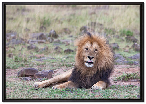 prächtige Löwe in der Savanne auf Leinwandbild gerahmt Größe 100x70