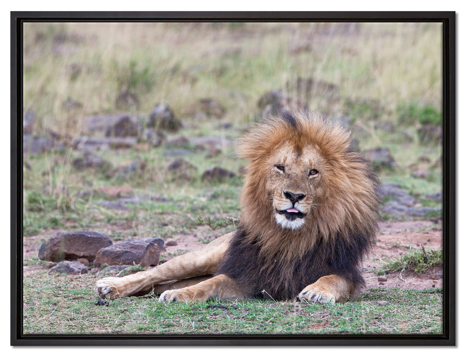 prächtige Löwe in der Savanne auf Leinwandbild gerahmt Größe 80x60