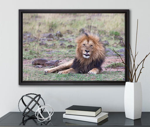 prächtige Löwe in der Savanne auf Leinwandbild gerahmt mit Kirschblüten