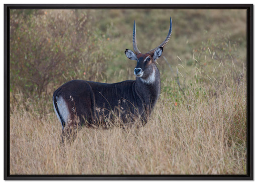 ausgewachsene Dorkasgazelle auf Leinwandbild gerahmt Größe 100x70