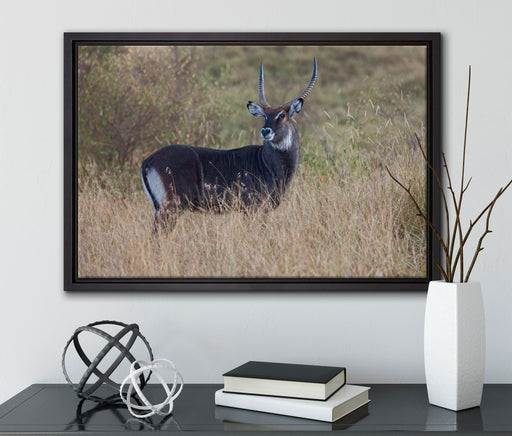 ausgewachsene Dorkasgazelle auf Leinwandbild gerahmt mit Kirschblüten