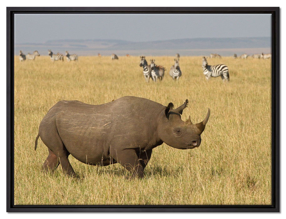 großes Nashorn mit Zebrahorde auf Leinwandbild gerahmt Größe 80x60