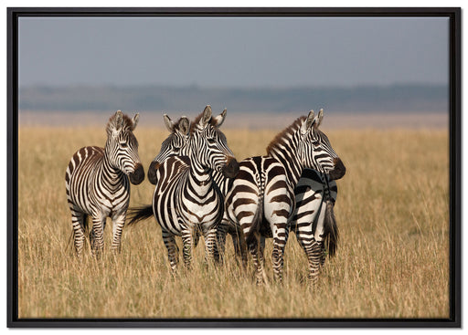 kleine Zebrahorde auf Leinwandbild gerahmt Größe 100x70