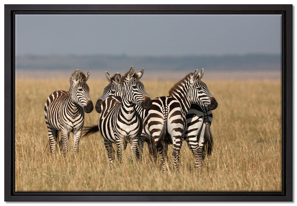 kleine Zebrahorde auf Leinwandbild gerahmt Größe 60x40