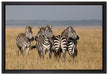 kleine Zebrahorde auf Leinwandbild gerahmt Größe 60x40