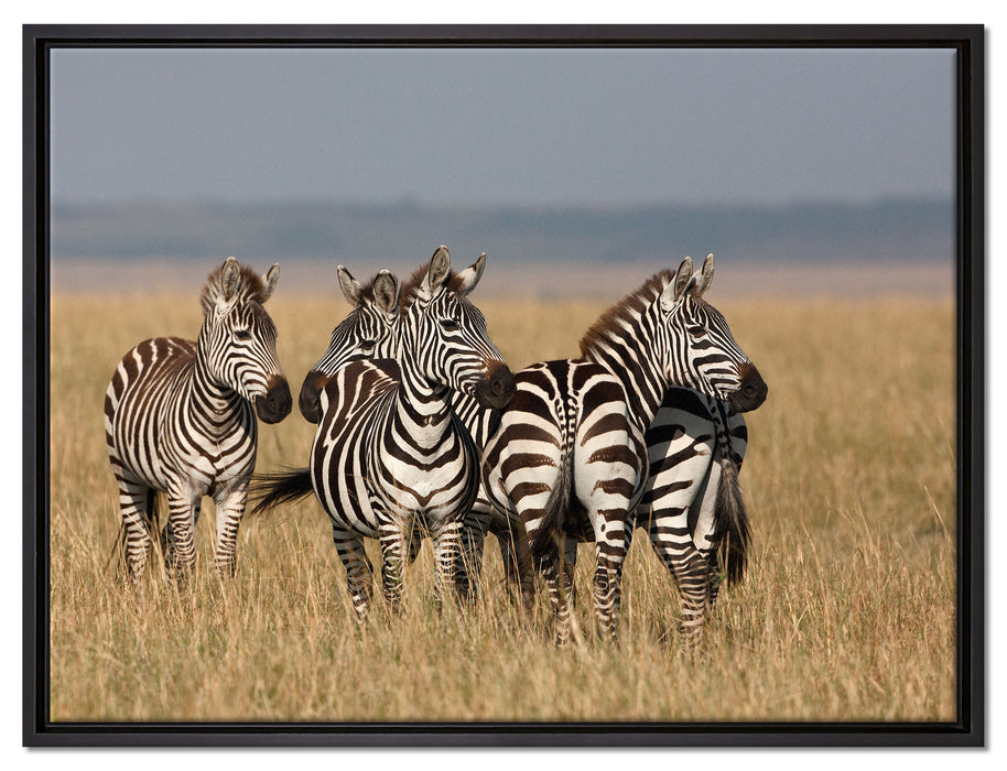 kleine Zebrahorde auf Leinwandbild gerahmt Größe 80x60