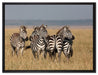 kleine Zebrahorde auf Leinwandbild gerahmt Größe 80x60