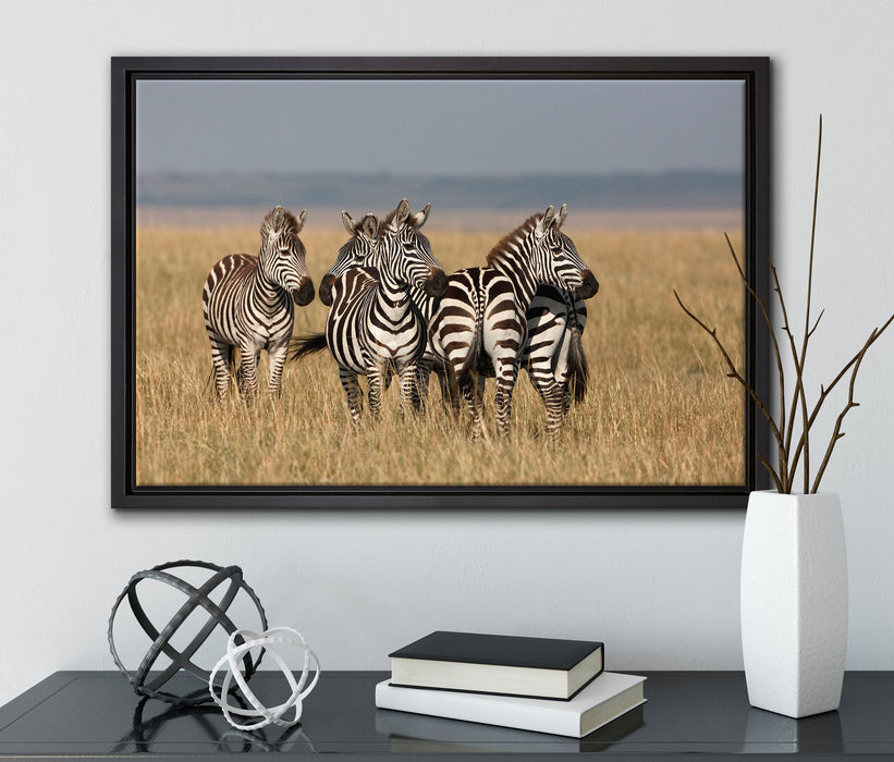 kleine Zebrahorde auf Leinwandbild gerahmt mit Kirschblüten