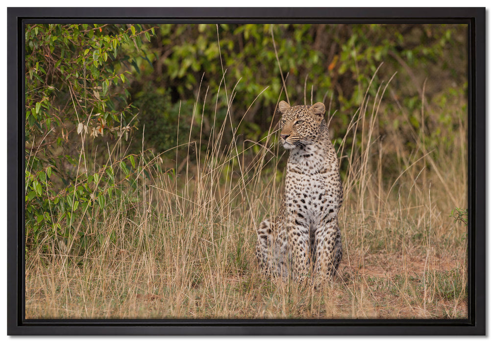 anmutiger Leopard im hohen Gras auf Leinwandbild gerahmt Größe 60x40