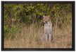 anmutiger Leopard im hohen Gras auf Leinwandbild gerahmt Größe 60x40