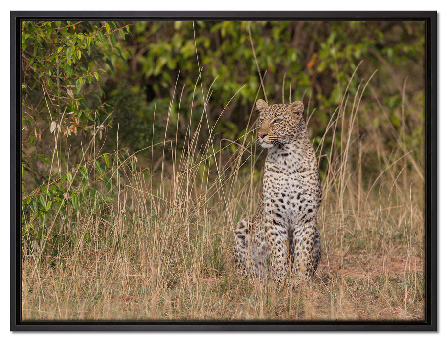 anmutiger Leopard im hohen Gras auf Leinwandbild gerahmt Größe 80x60