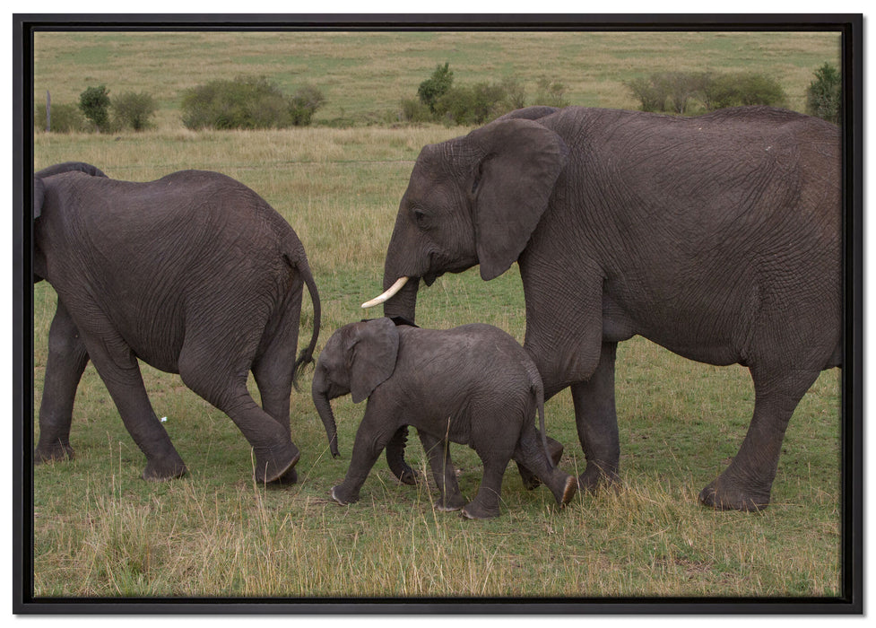 wandernde Elefantenfamilie auf Leinwandbild gerahmt Größe 100x70