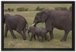 wandernde Elefantenfamilie auf Leinwandbild gerahmt Größe 60x40