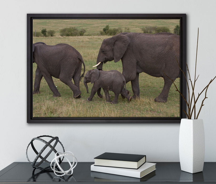 wandernde Elefantenfamilie auf Leinwandbild gerahmt mit Kirschblüten