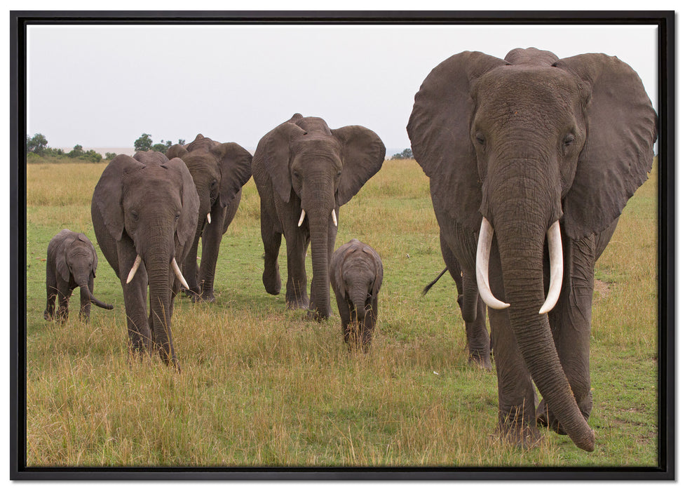 große wandernde Elefantenhorde auf Leinwandbild gerahmt Größe 100x70