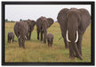 große wandernde Elefantenhorde auf Leinwandbild gerahmt Größe 60x40