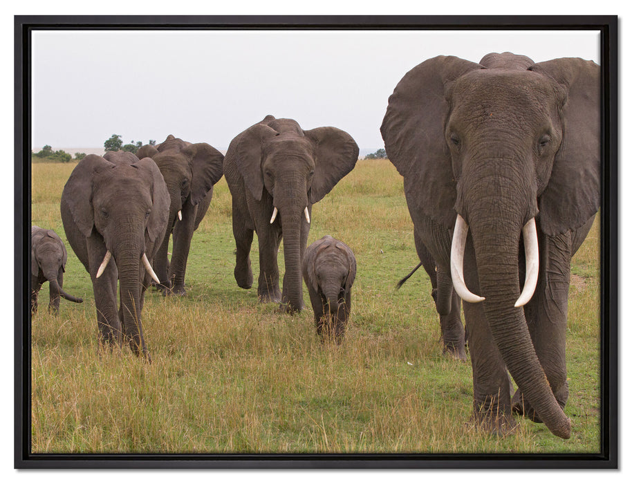 große wandernde Elefantenhorde auf Leinwandbild gerahmt Größe 80x60