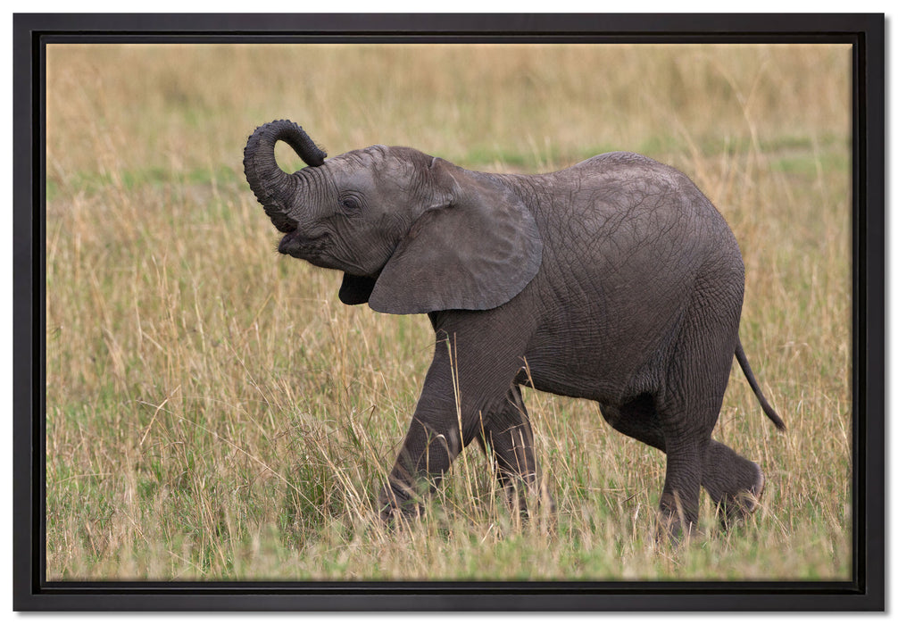 kleines Elefantenjunges auf Leinwandbild gerahmt Größe 60x40