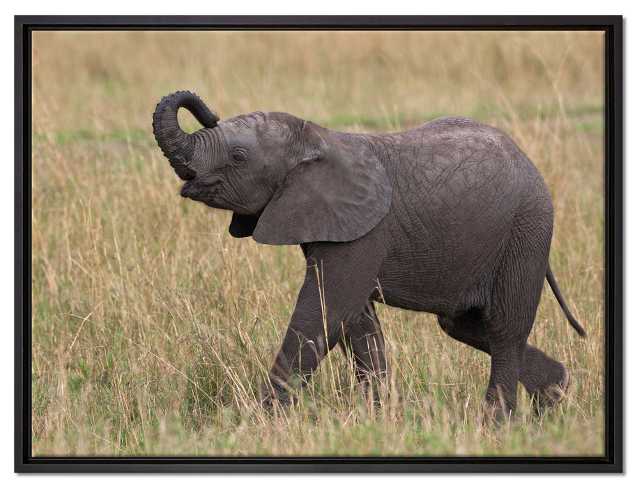 kleines Elefantenjunges auf Leinwandbild gerahmt Größe 80x60