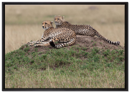 majestätische Geparden auf Stein auf Leinwandbild gerahmt Größe 100x70