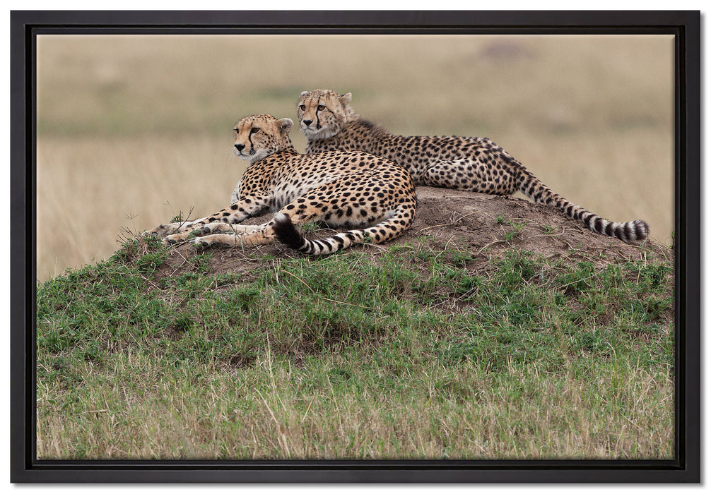 majestätische Geparden auf Stein auf Leinwandbild gerahmt Größe 60x40