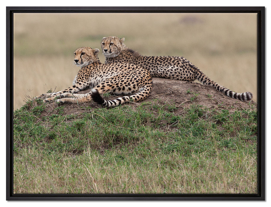 majestätische Geparden auf Stein auf Leinwandbild gerahmt Größe 80x60