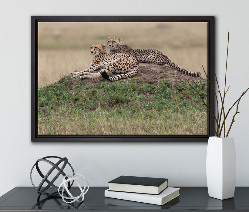 majestätische Geparden auf Stein auf Leinwandbild gerahmt mit Kirschblüten