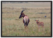 rote Kuhantilope mit Jungtier auf Leinwandbild gerahmt Größe 100x70