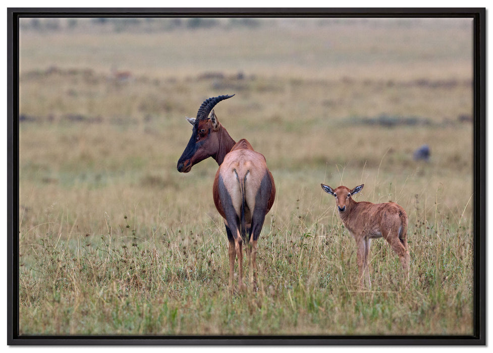 rote Kuhantilope mit Jungtier auf Leinwandbild gerahmt Größe 100x70