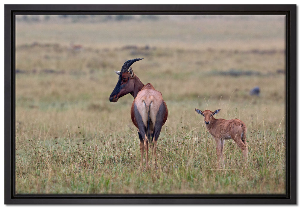 rote Kuhantilope mit Jungtier auf Leinwandbild gerahmt Größe 60x40