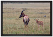rote Kuhantilope mit Jungtier auf Leinwandbild gerahmt Größe 60x40