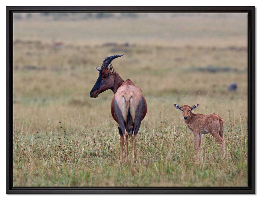 rote Kuhantilope mit Jungtier auf Leinwandbild gerahmt Größe 80x60