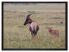rote Kuhantilope mit Jungtier auf Leinwandbild gerahmt Größe 80x60