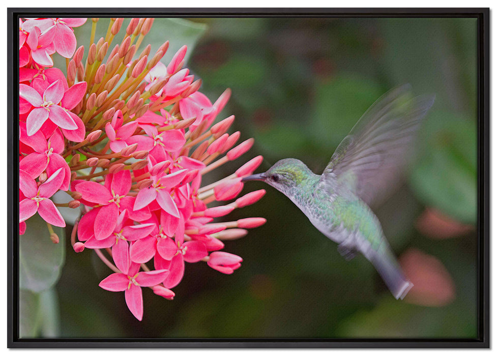 Kolibri an Blüte auf Leinwandbild gerahmt Größe 100x70