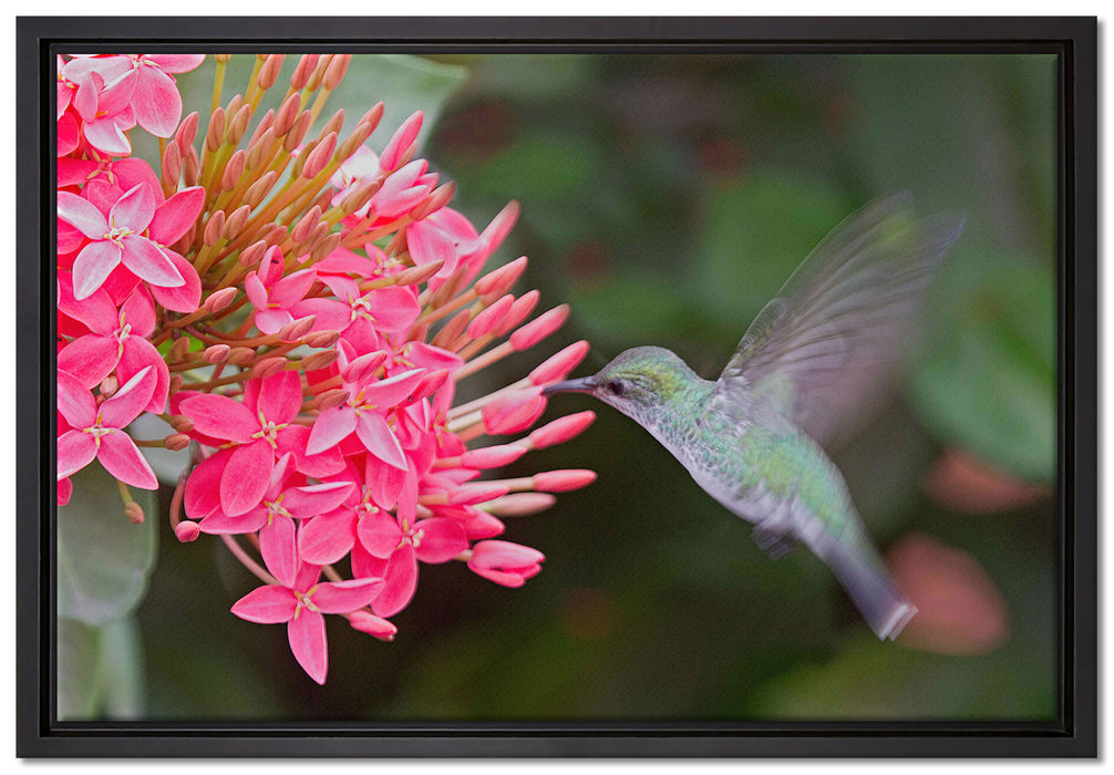 Kolibri an Blüte auf Leinwandbild gerahmt Größe 60x40