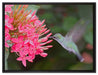 Kolibri an Blüte auf Leinwandbild gerahmt Größe 80x60