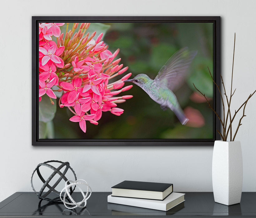 Kolibri an Blüte auf Leinwandbild gerahmt mit Kirschblüten