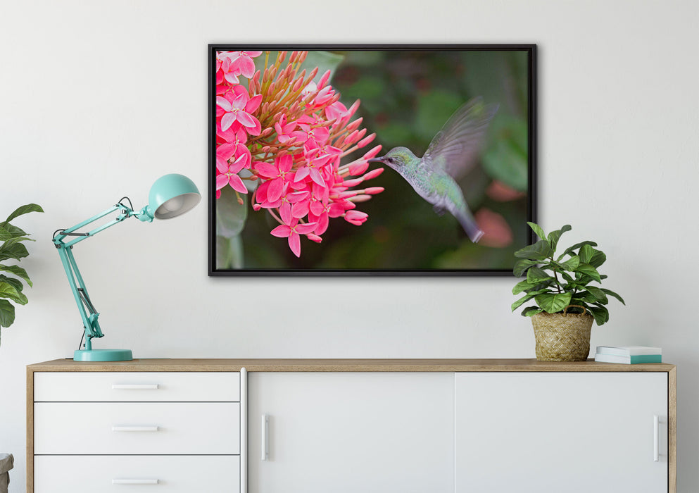 Kolibri an Blüte auf Leinwandbild gerahmt verschiedene Größen im Wohnzimmer