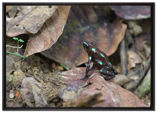 Baumsteiger Frosch auf Leinwandbild gerahmt Größe 100x70