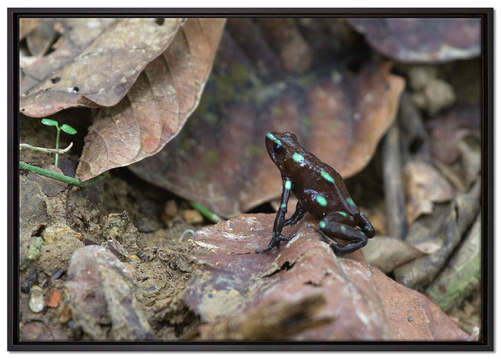 Baumsteiger Frosch auf Leinwandbild gerahmt Größe 100x70
