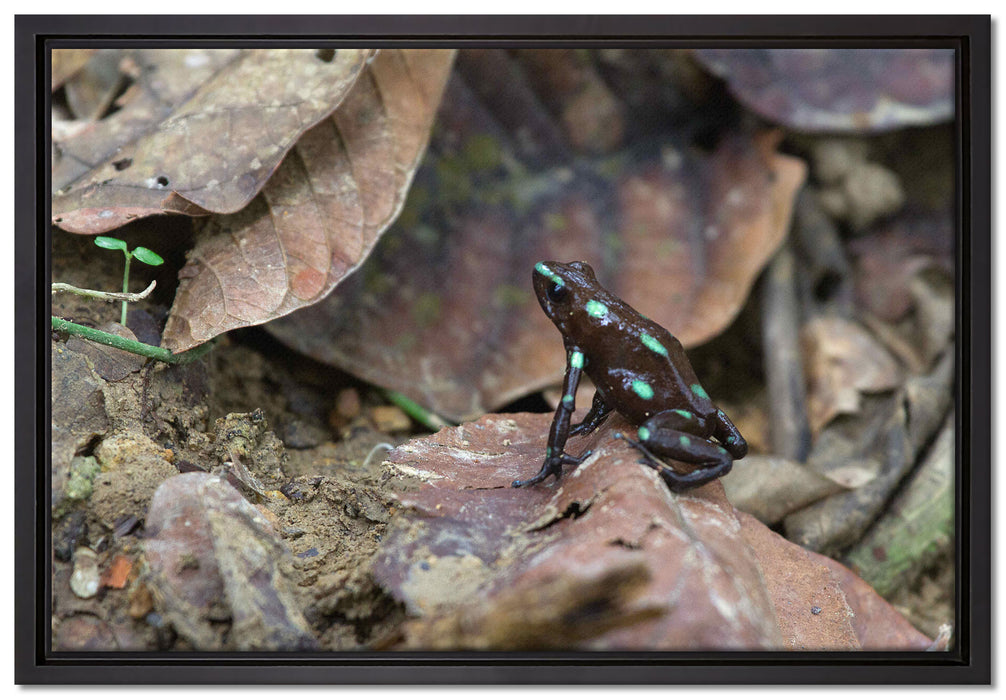 Baumsteiger Frosch auf Leinwandbild gerahmt Größe 60x40