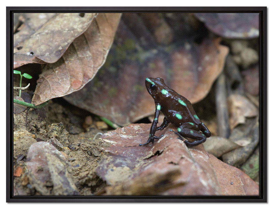 Baumsteiger Frosch auf Leinwandbild gerahmt Größe 80x60