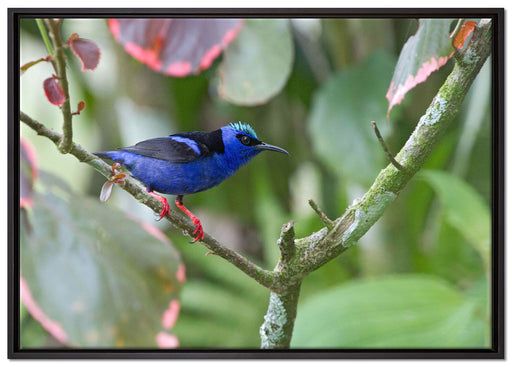 Türkisnaschvogel auf Ast auf Leinwandbild gerahmt Größe 100x70