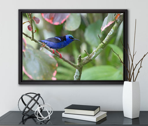 Türkisnaschvogel auf Ast auf Leinwandbild gerahmt mit Kirschblüten