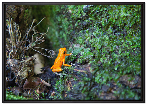 hochgiftiger kleiner Frosch auf Leinwandbild gerahmt Größe 100x70