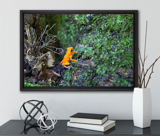 hochgiftiger kleiner Frosch auf Leinwandbild gerahmt mit Kirschblüten