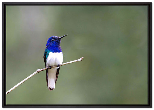 kleiner farbenfroher Vogel auf Leinwandbild gerahmt Größe 100x70