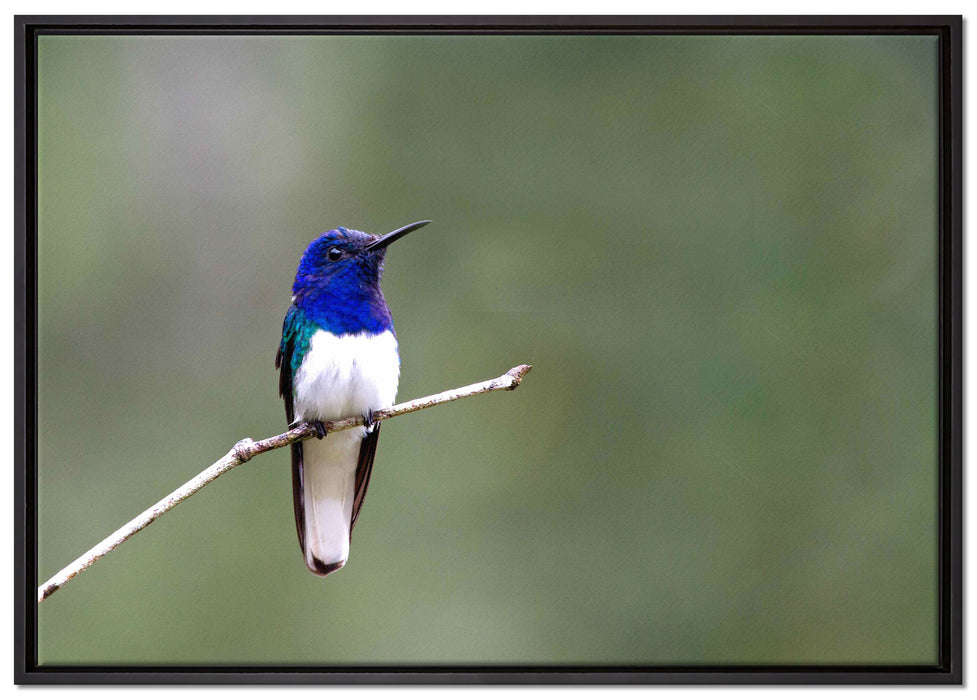 kleiner farbenfroher Vogel auf Leinwandbild gerahmt Größe 100x70