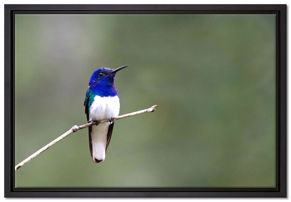 kleiner farbenfroher Vogel auf Leinwandbild gerahmt Größe 60x40