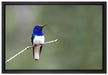 kleiner farbenfroher Vogel auf Leinwandbild gerahmt Größe 60x40
